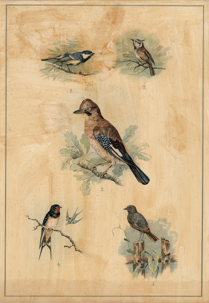 Songbirds 1895