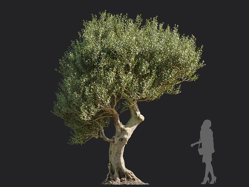 Maxtree - Plant Models Vol.113