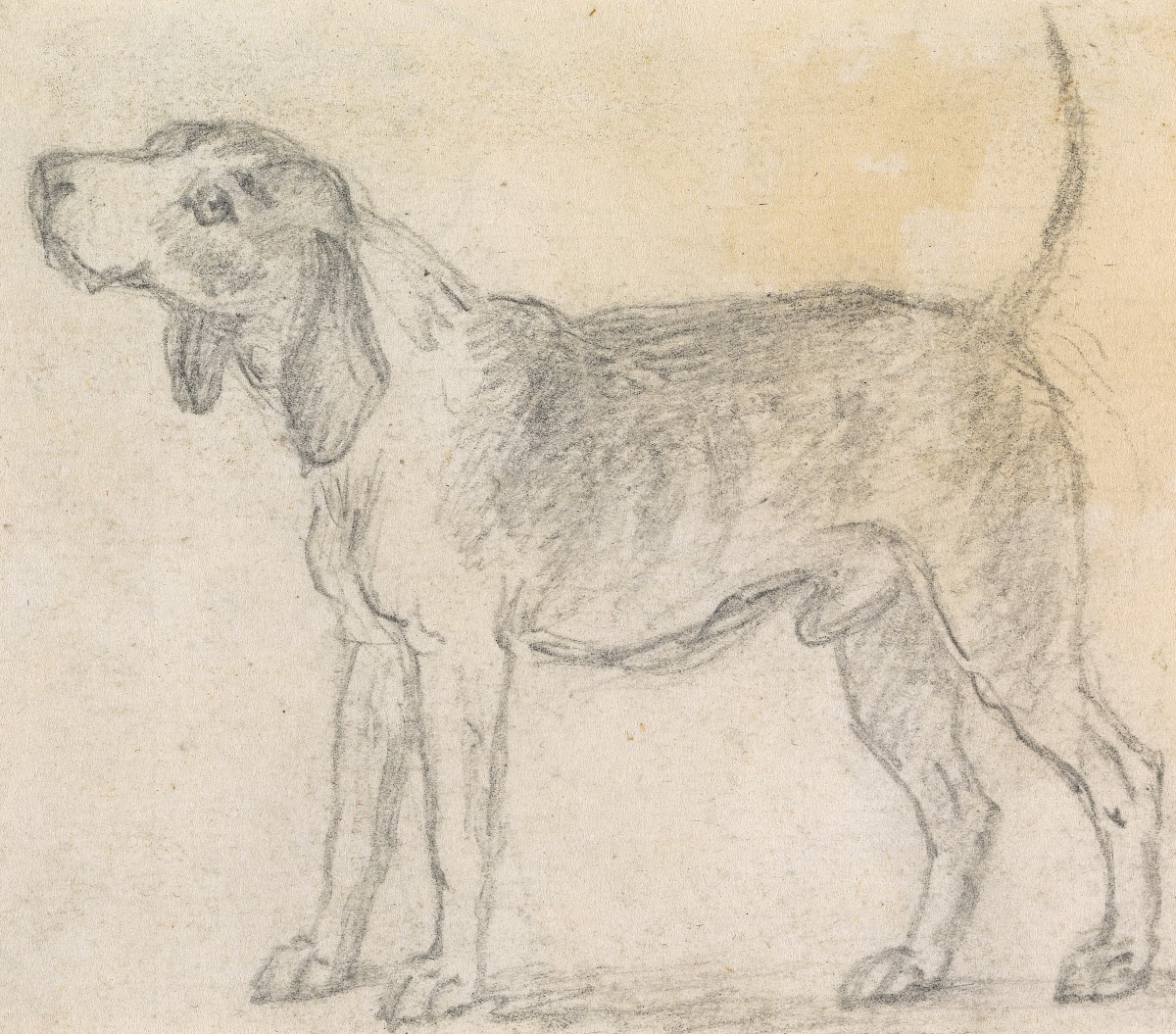 A Hound Facing Left