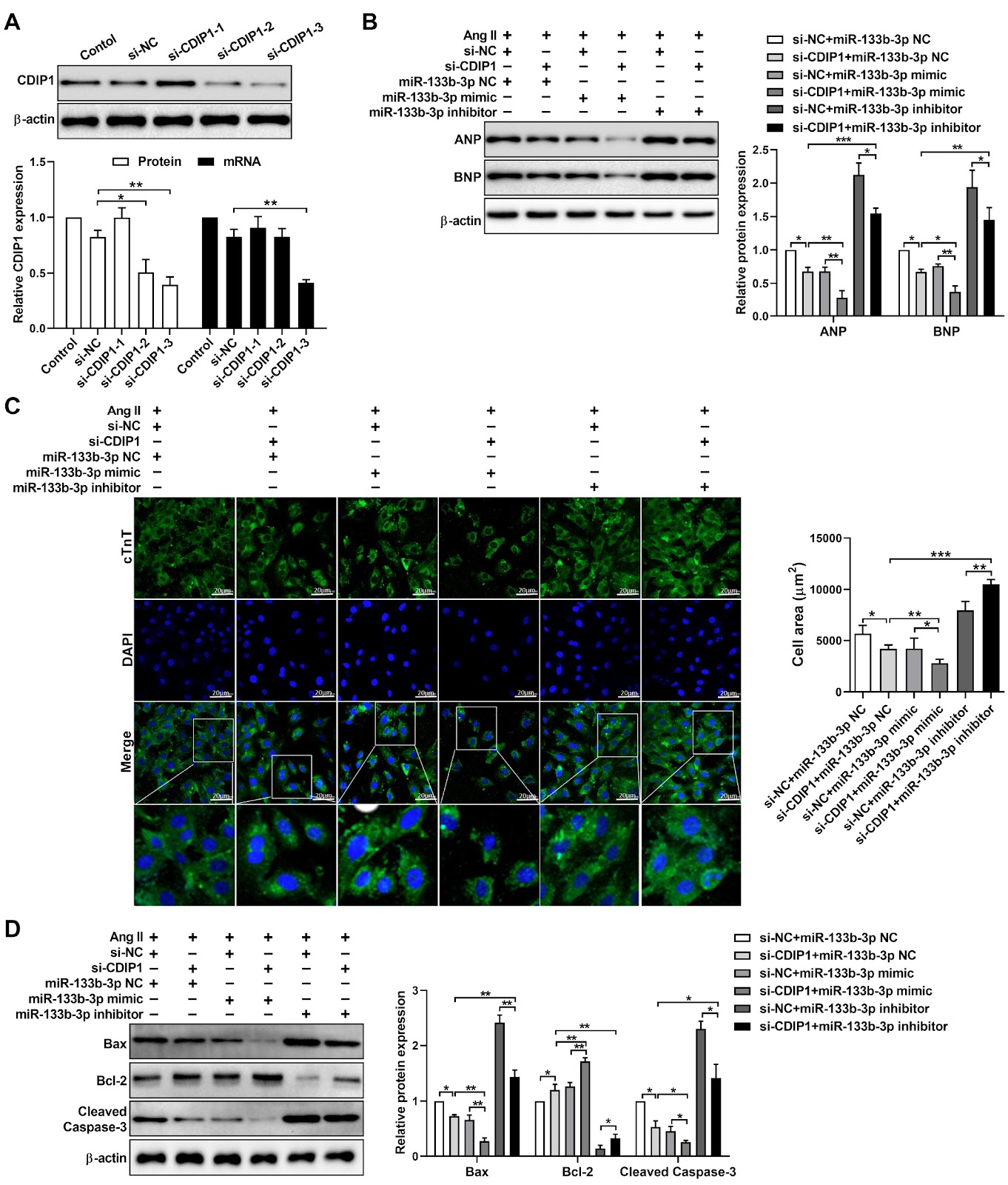 MiR-133b-3p attenuates angiotensin II-induced cardiac hypertrophy through the inhibition of apoptosis by targeting CDIP1