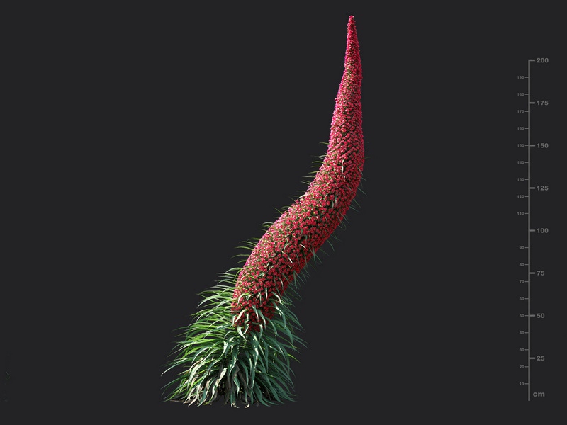 Maxtree - Plant Models Vol.115