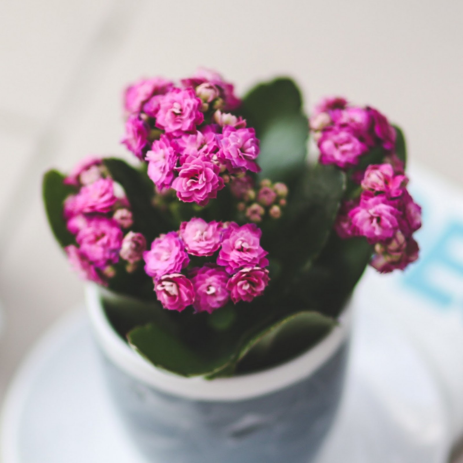 Download Longevity   Flower 2K iPhone