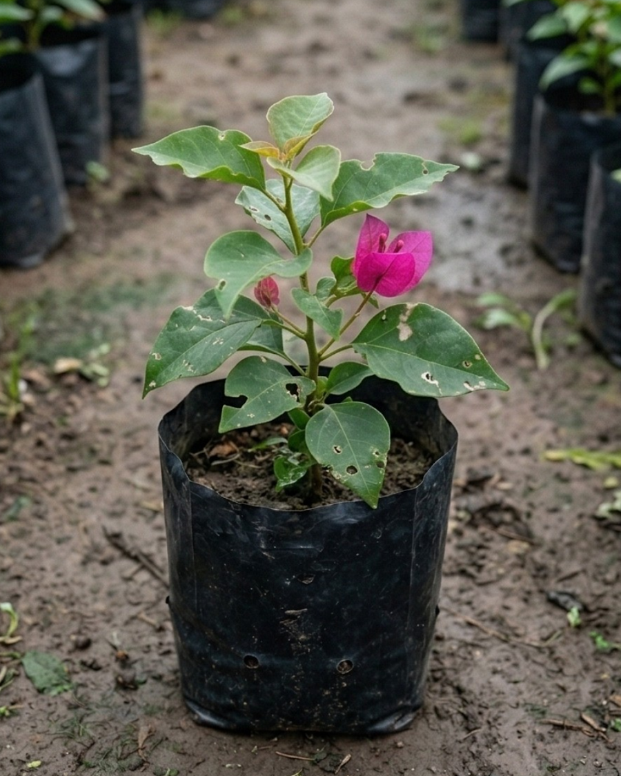 Imported Tanglong Pink Bougainvillea Plant — view 2