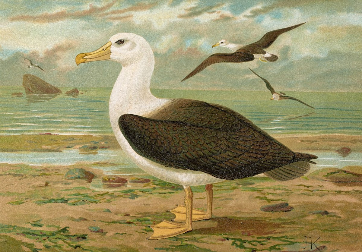 Diomedea melanophrys Boie Schwarzzugeliger Albatros