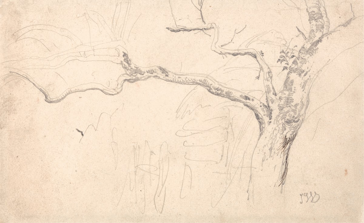 Tree Study