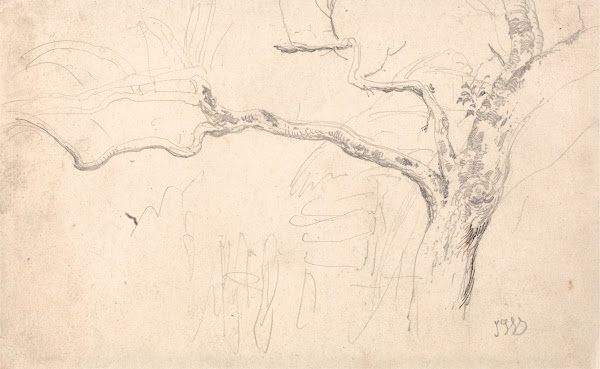 Tree Study