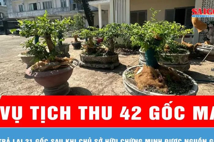 Vụ tịch thu 42 gốc mai ở Côn Đảo: Trả lại 21 gốc sau khi chủ sở hữu chứng minh được nguồn gốc - Báo Sài Gòn Giải Phóng