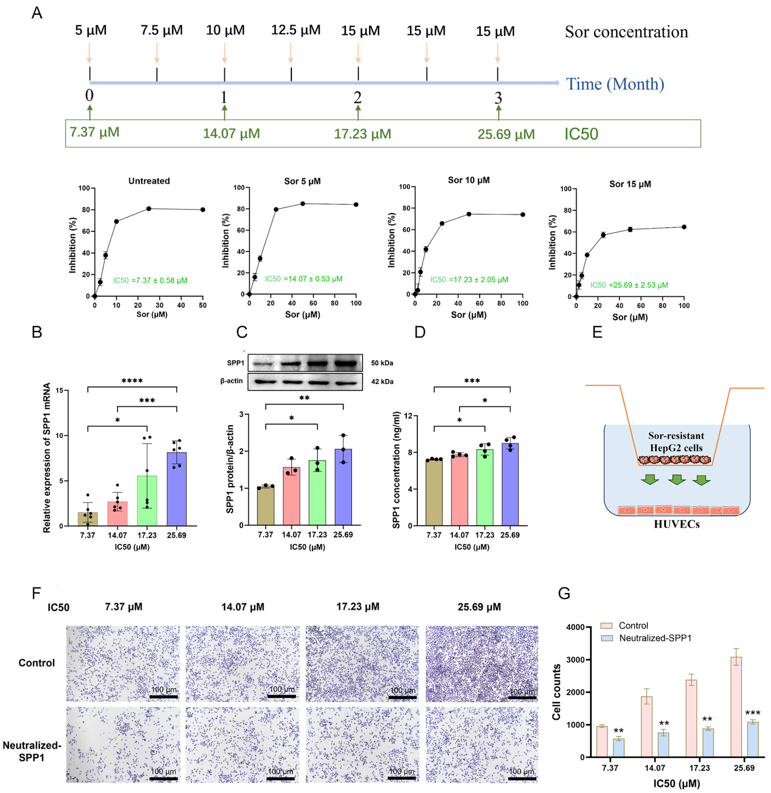 SPP1 facilitates sorafenib resistance in hepatocellular carcinoma by upregulating aerobic glycolysis in endothelial cells