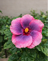 Hibiscus Tahitian Purple Epiphany