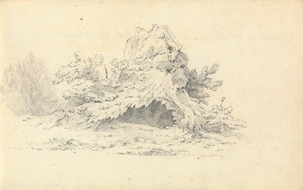 Sketch of Shrubbery
