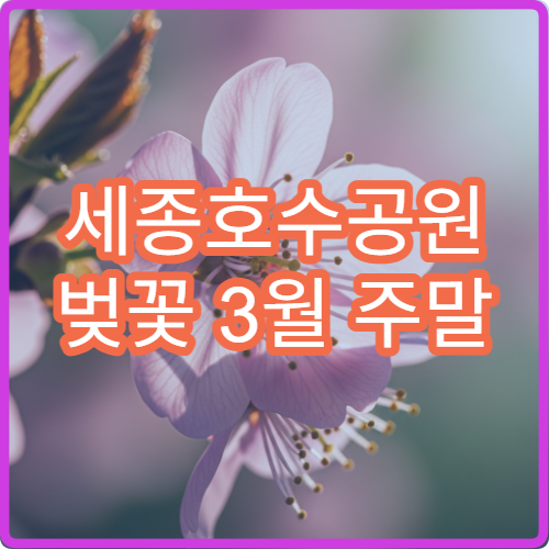 세종호수공원 벚꽃 3월 주말 주차장 숨은 위치와 팁