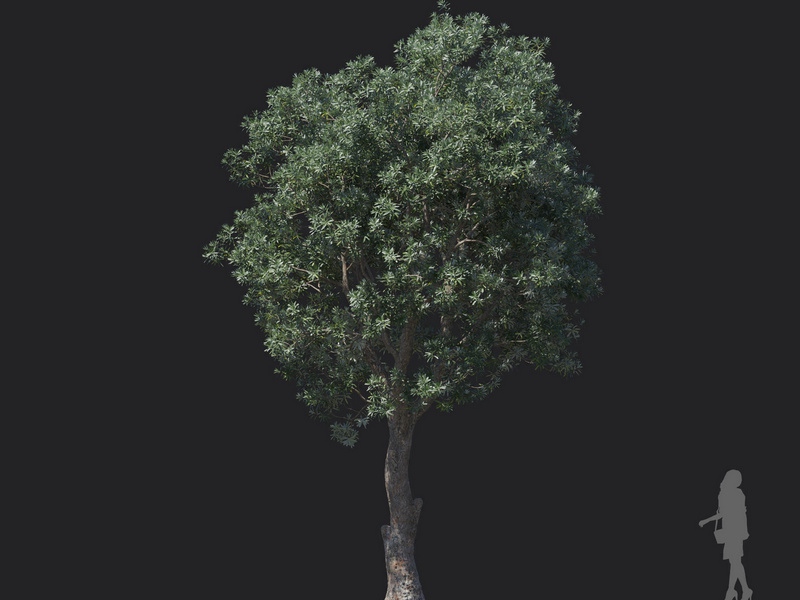 Maxtree - Plant Models Vol.121