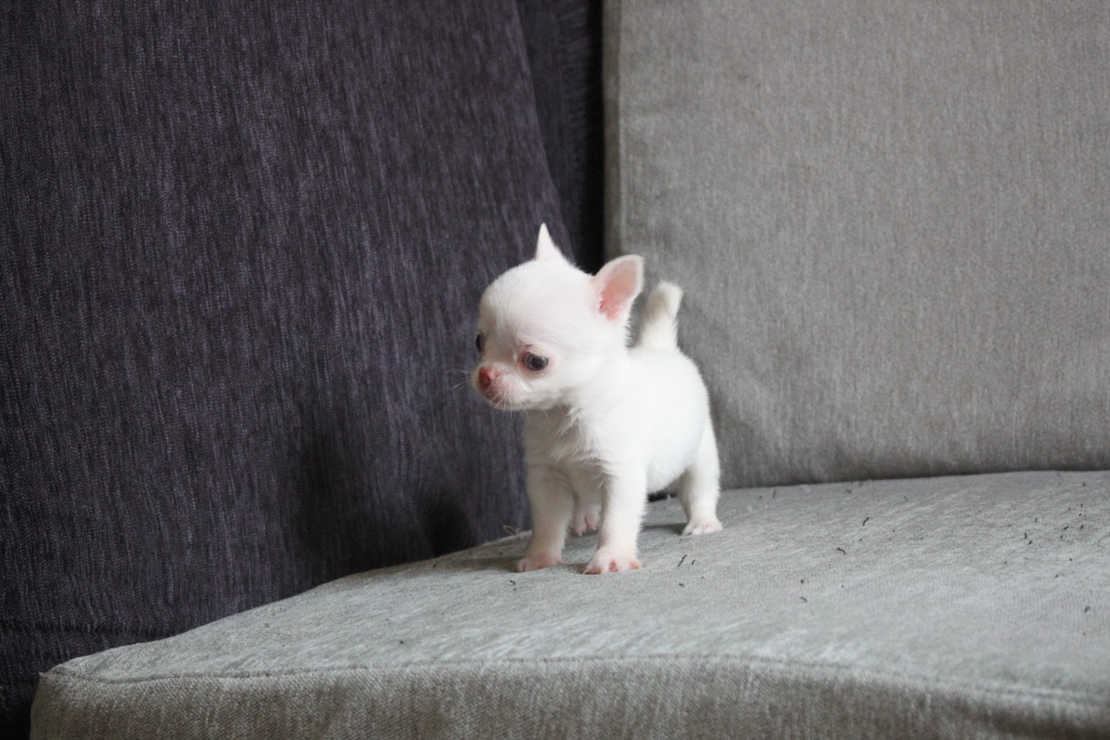 1/20出生 高端優質近茶杯短毛吉娃娃白色弟弟