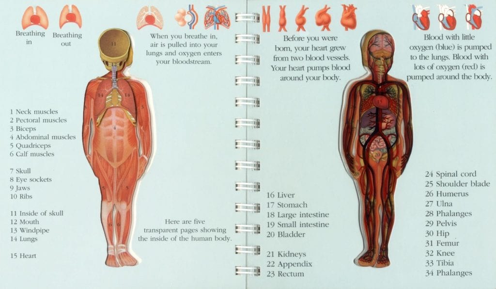 Inside The Body [PO] - thumbnail 2