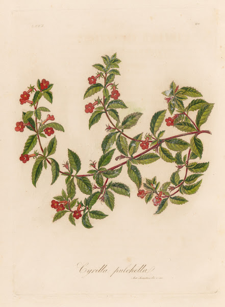 Cyrilla pulchella 1818 1824