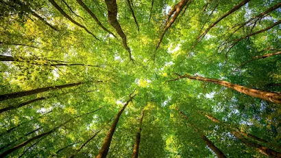 Nature 4k spring HD Wallpaper Background