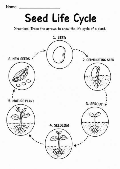 Seed Life Cycle Worksheet