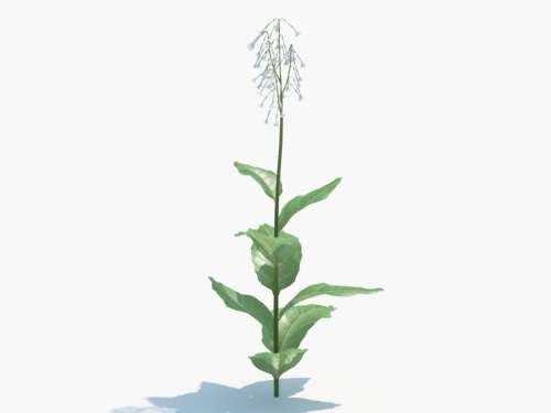 Maxtree - Plant Models Vol.3