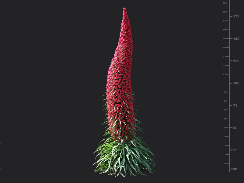 Maxtree - Plant Models Vol.115
