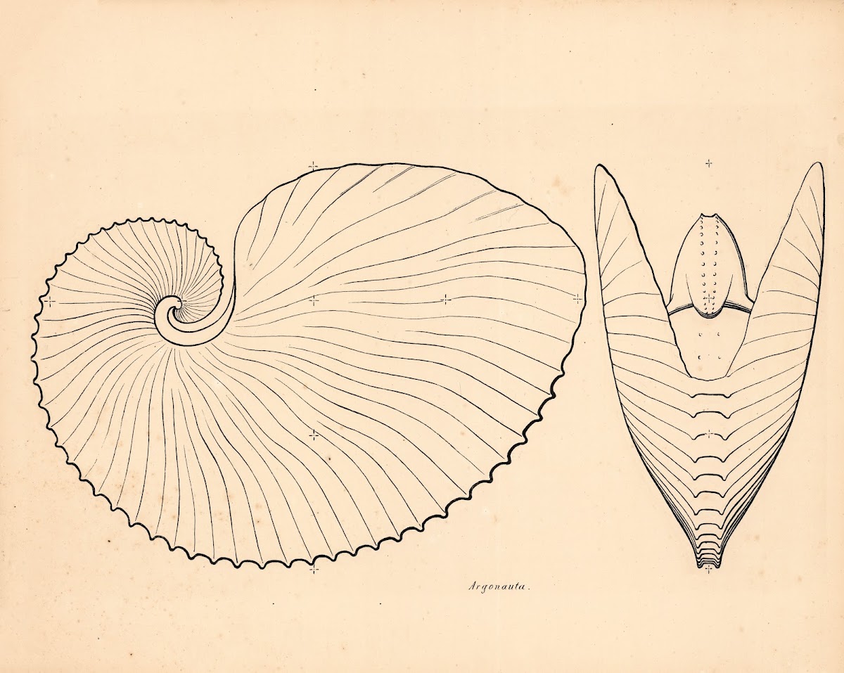 Sea snails argonauta 1863