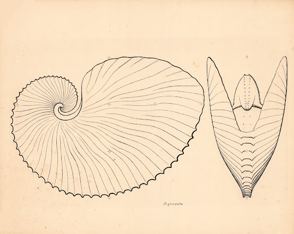 Sea snails argonauta 1863