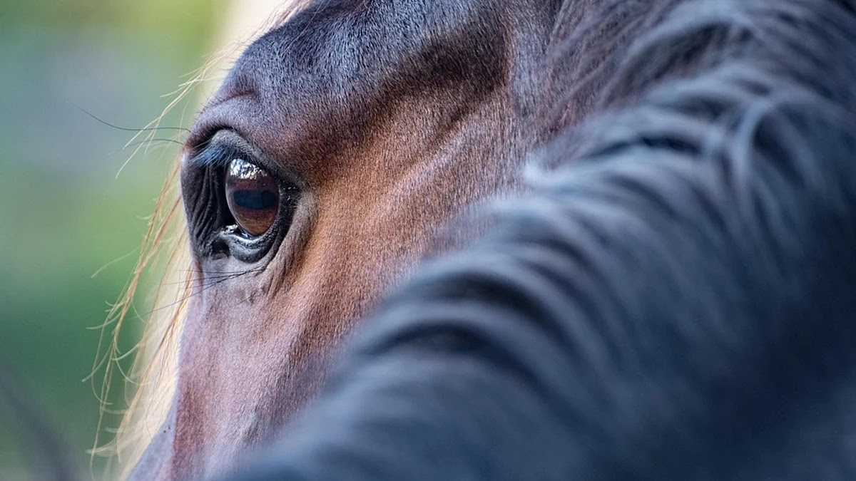 속담 눈에는 눈, 이에는 이의 심리적 배경과 사회적 역할 분석