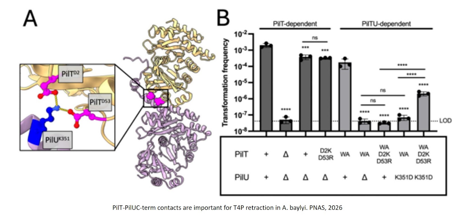 Structural modeling reveals the mechanism of motor ATPase coordination during type IV pilus retraction