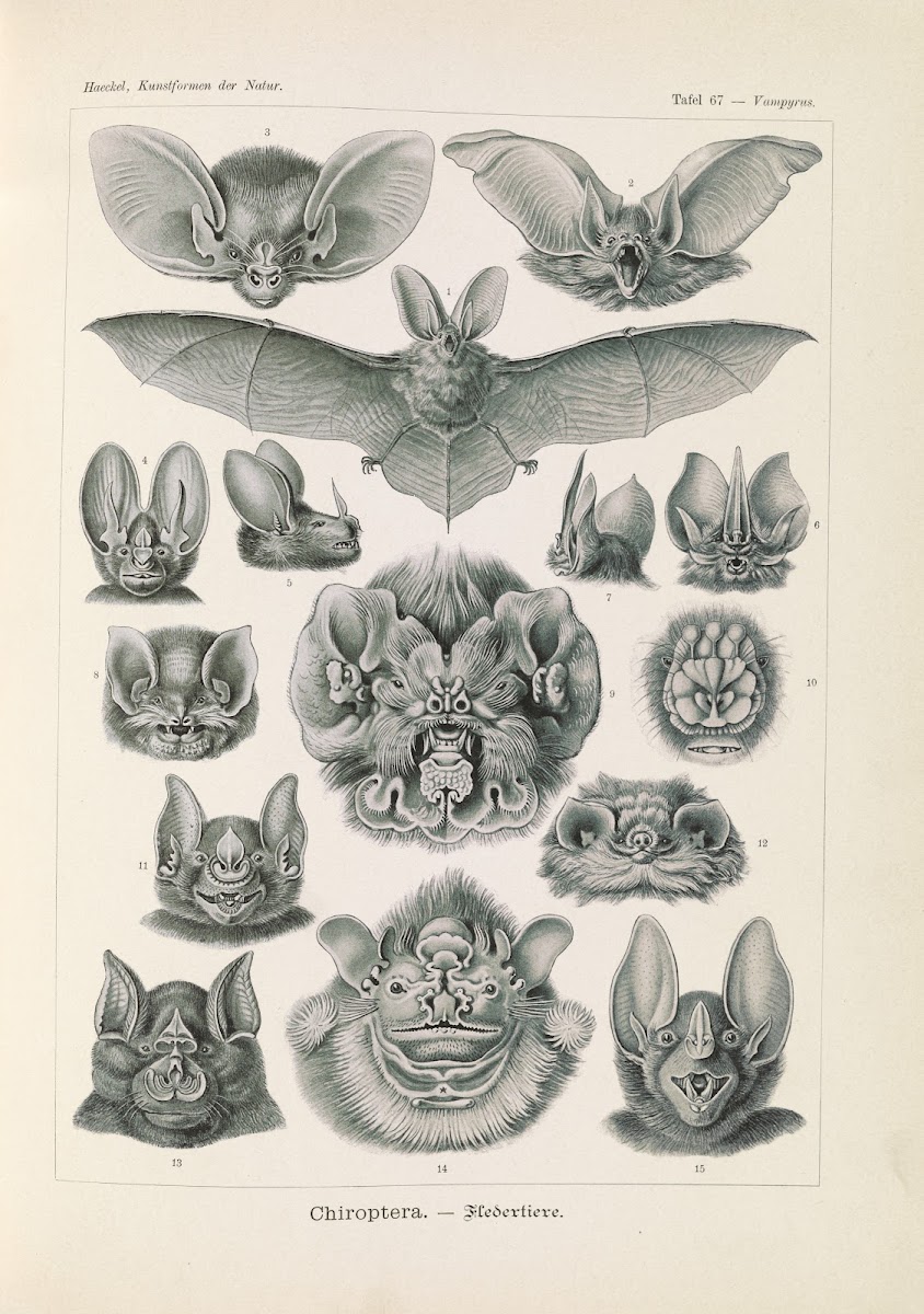 Chiroptera  Fledertiere 1904