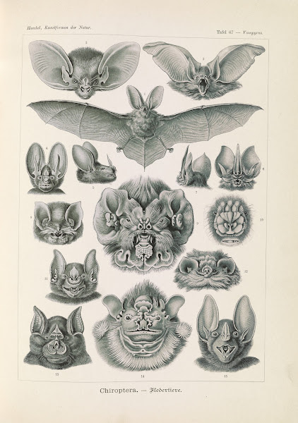 Chiroptera  Fledertiere 1904