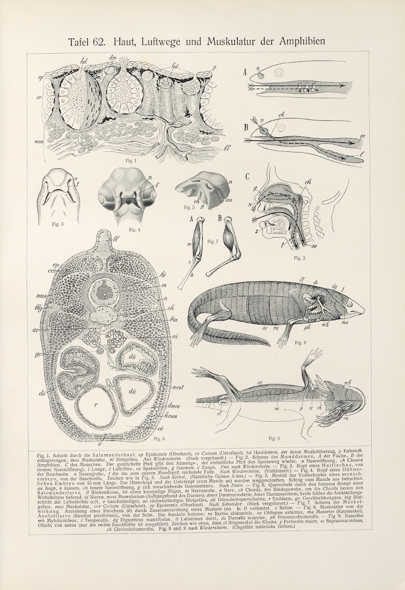 Haut Luftwege und Muskulatur der Amphibien 1909