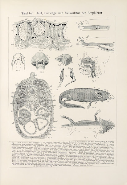 Haut Luftwege und Muskulatur der Amphibien 1909