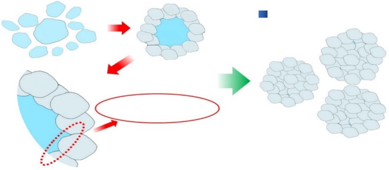 Synthesis and characterization of high-purity SiO2 nanoparticles utilizing greater club rush: Exploring a promising natural source