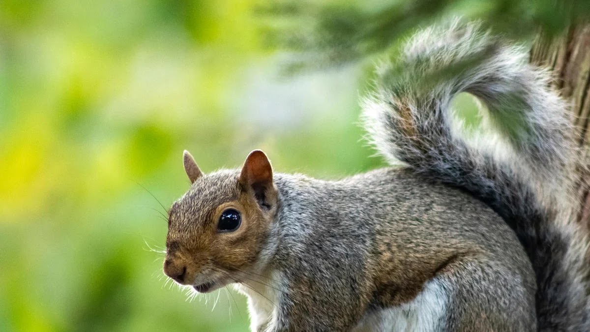 이진 탐색 트리와 해시 탐색 구조 비교 및 선택 기준