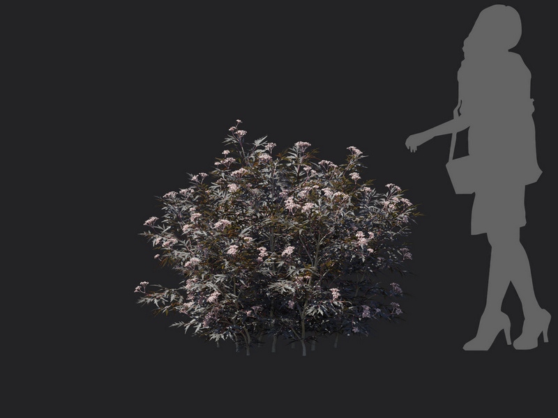 Maxtree - Plant Models Vol.116
