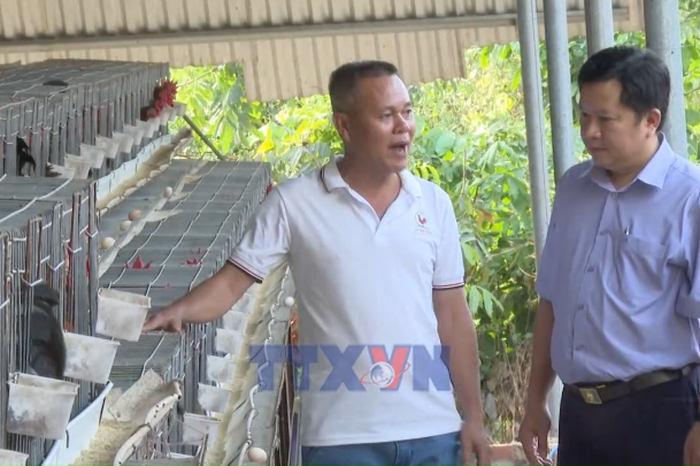 Nuôi gà tre giống mang lại hiệu quả kinh tế - Bnews