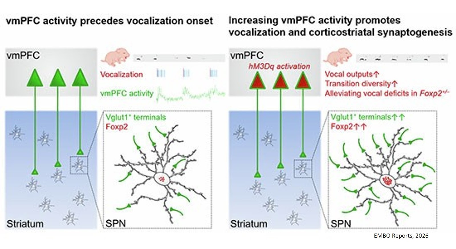 Activity-dependent development of vocal circuits in the neonatal rodent forebrain
