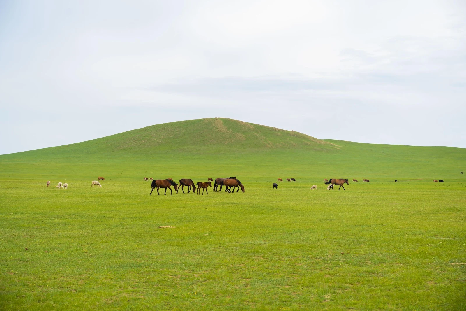 Grassland, Horses Grazing, Nature Landscape, Steppe 5K Wallpaper Background (7008x4672)