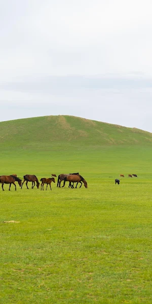 Grassland, Horses Grazing, Nature Landscape, Steppe 5K Wallpaper Background