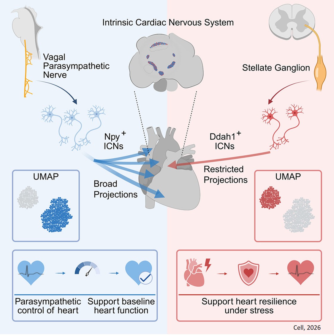 The intrinsic cardiac nervous system is essential for cardiac function and survival