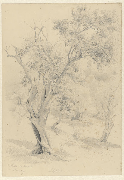 Olijfboom te Tivoli 1843