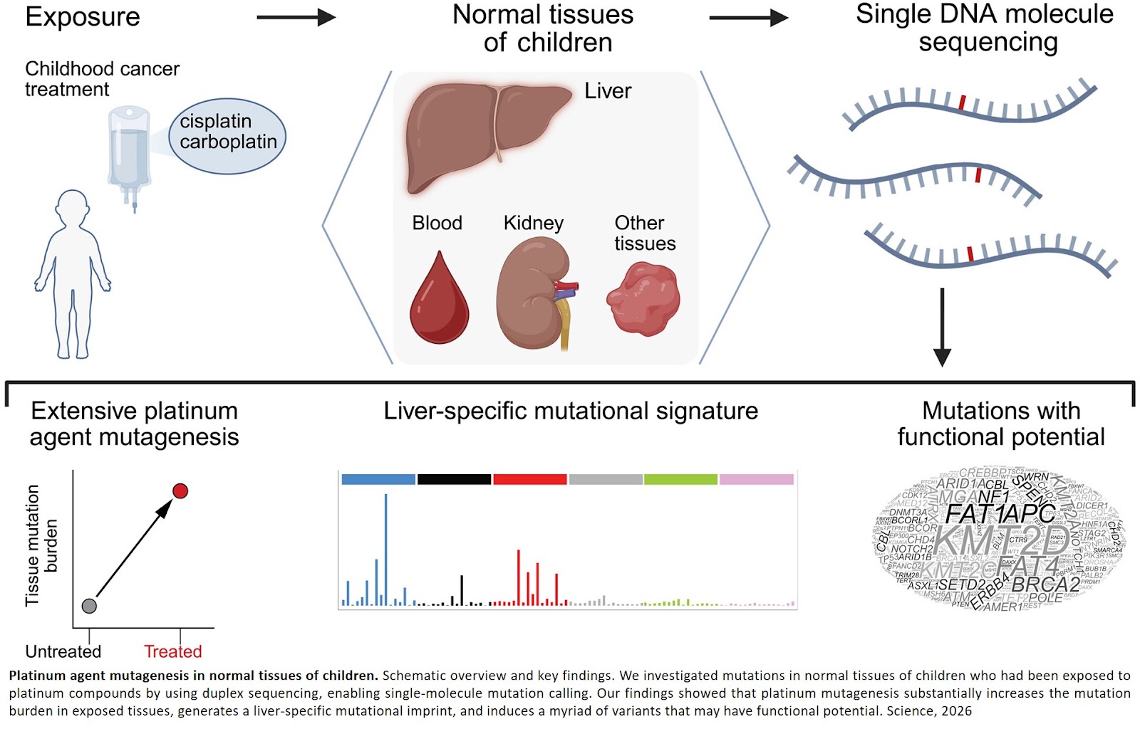 Childhood chemotherapy leaves a lasting mutational footprint in helthy tissues