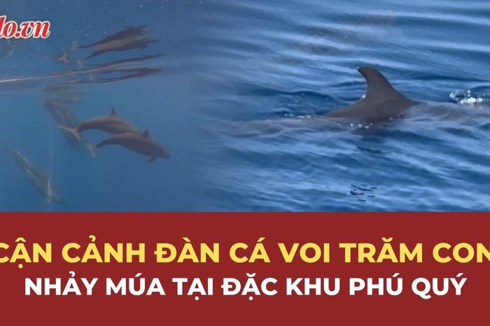 Cận cảnh đàn cá voi trăm con nhảy múa sát mũi ca nô tại đặc khu Phú Quý - Báo Pháp Luật TP.HCM