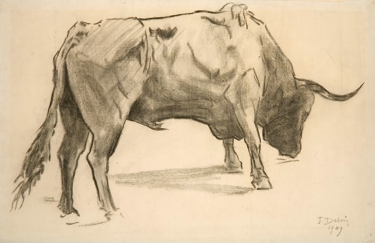 Bull 1909