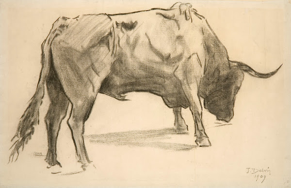 Bull 1909
