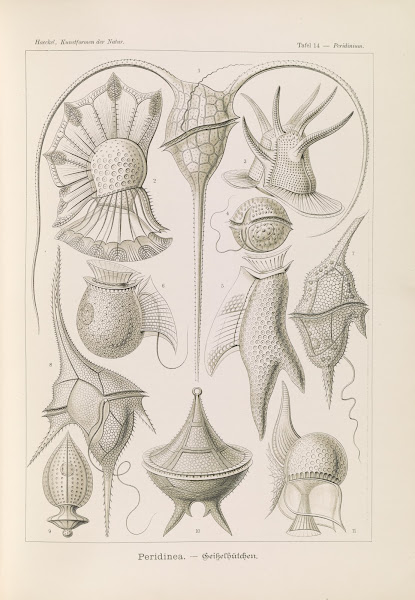 Peridinea  Geikelhütchen 1904