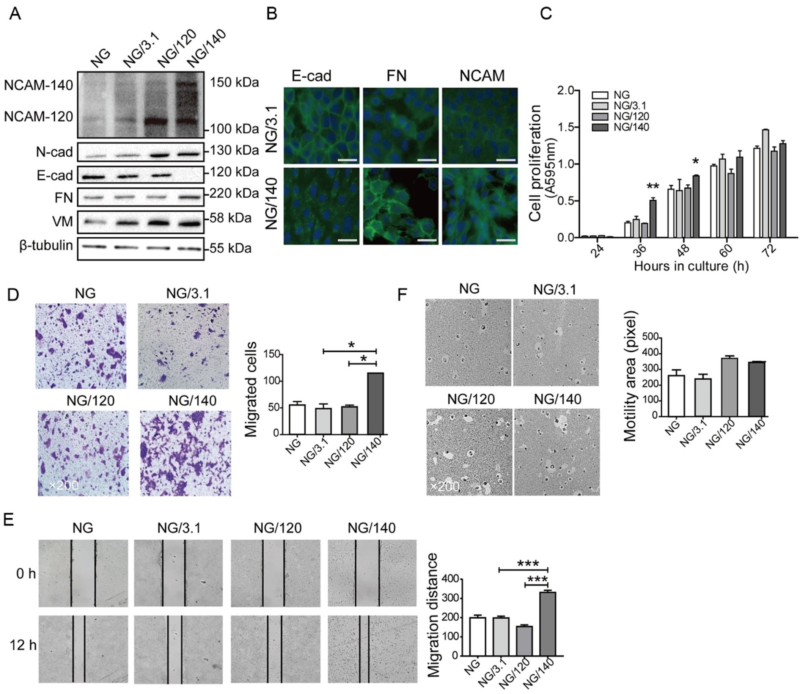 NCAM and attached polysialic acid affect behaviors of breast epithelial cells through differential signaling pathways