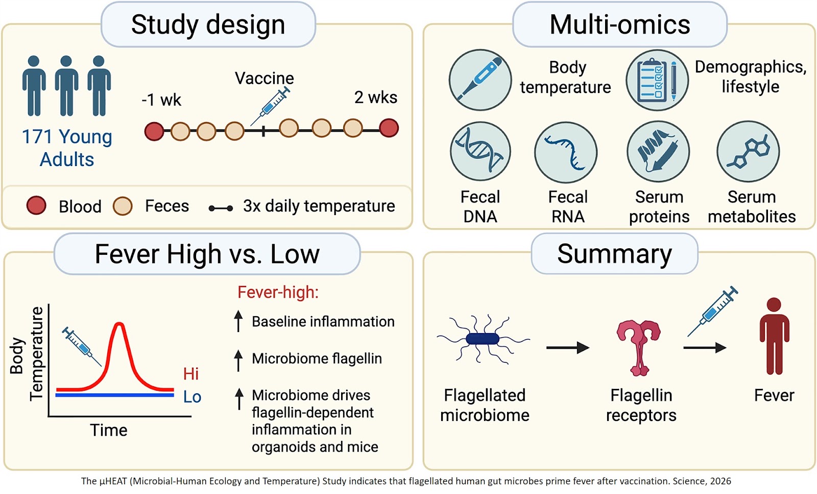 The human gut microbiome shapes vaccine side effects