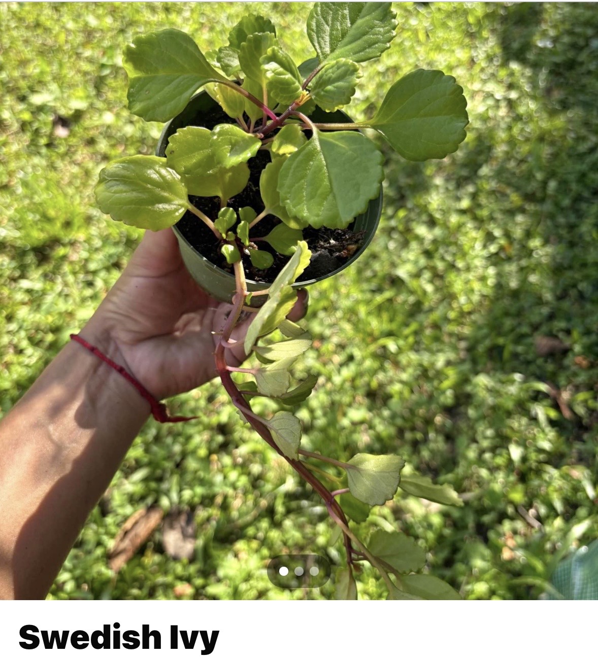 Swedish Ivy