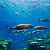 Sea Life 부산 아쿠아리움: 신비로운 해양 세계 탐험