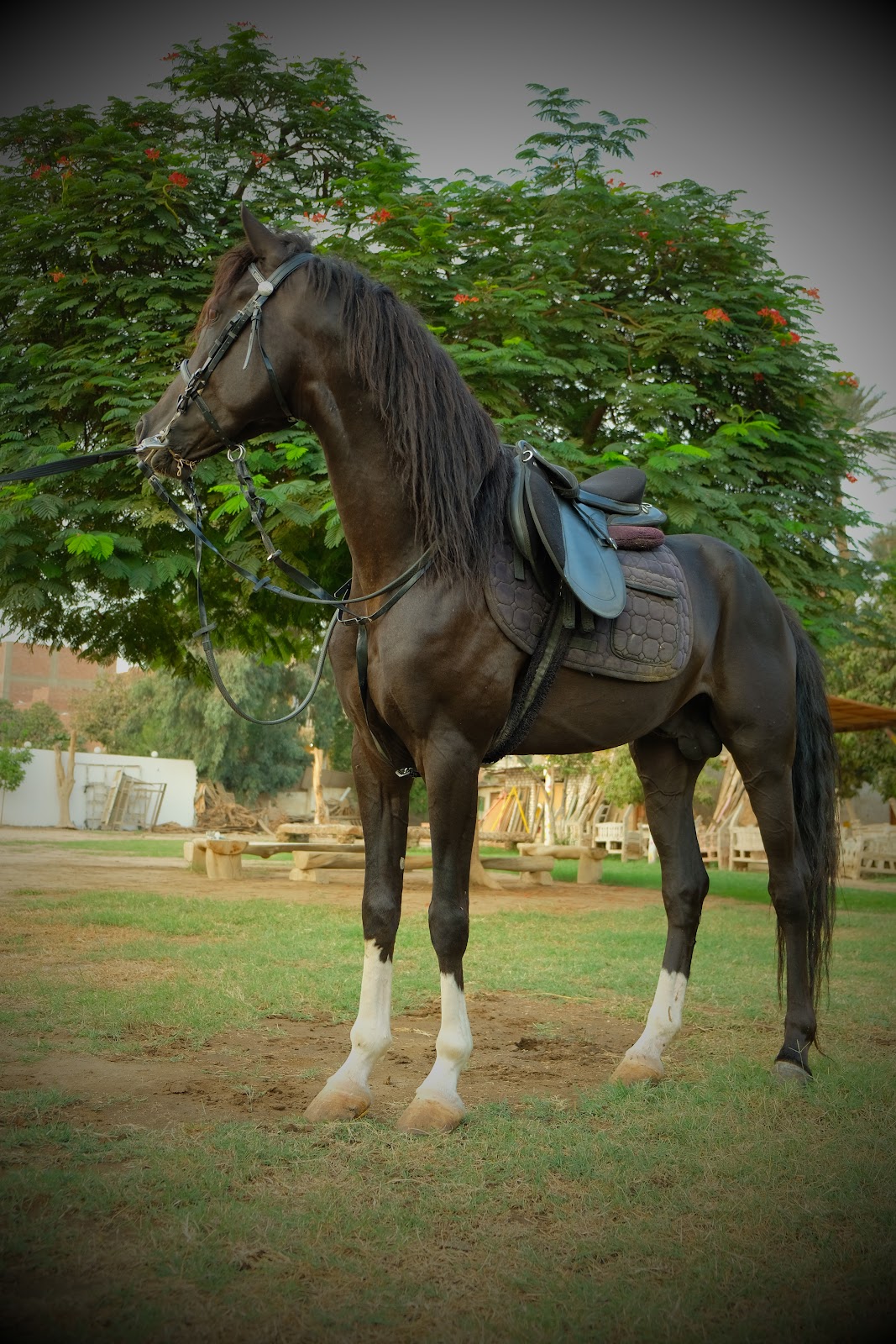 Oscar - Horse available for riding at Hooves in Saqqara, Egypt. Meet this impressive Black Beauty, a horse of deep, solid color with a commandin